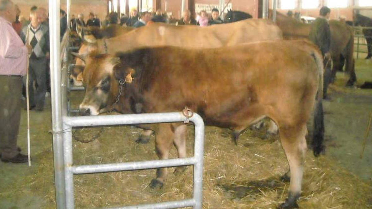 La exposición de ganado de razas puras resultó un éxito de participación.
