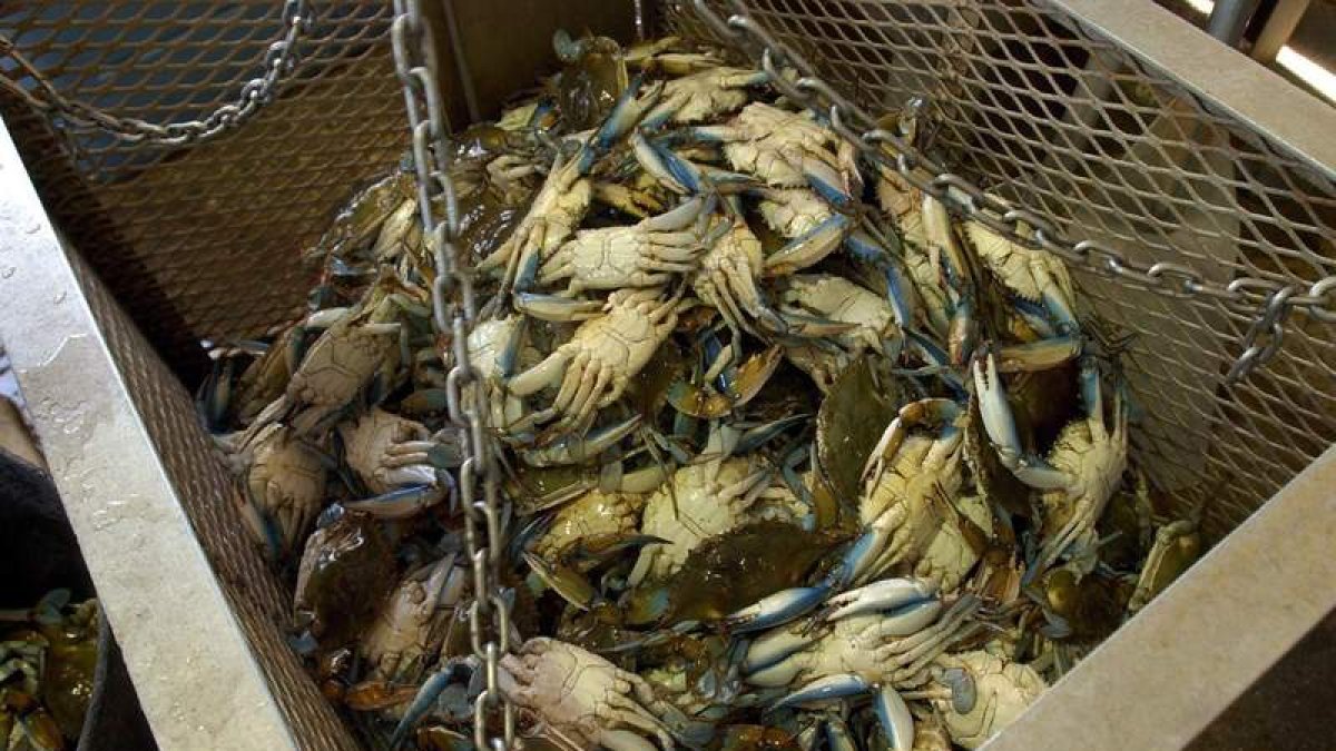 Cangrejos en un restaurante de Louisiana, en Estados Unidos. STEVE POPE