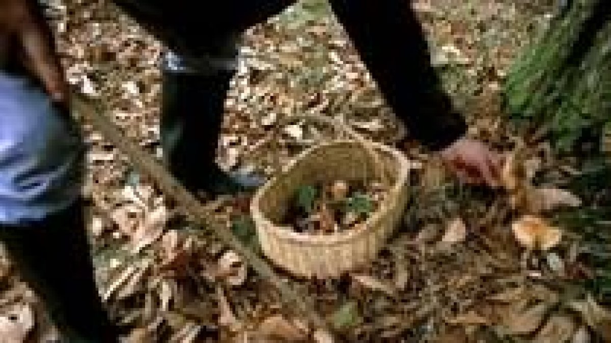 La recogida de setas es una actividad habitual en los montes de la localidad de Tabuyo