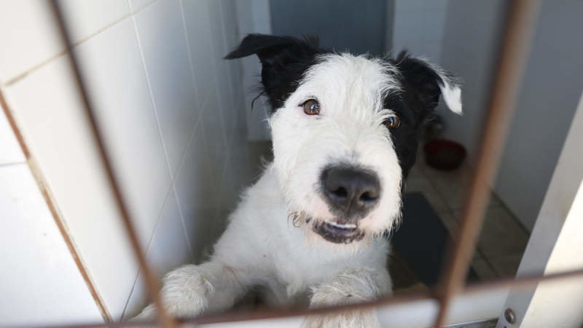 Los animales esperan un nuevo dueño en las instalaciones de Vilecha. FERNANDO OTERO.