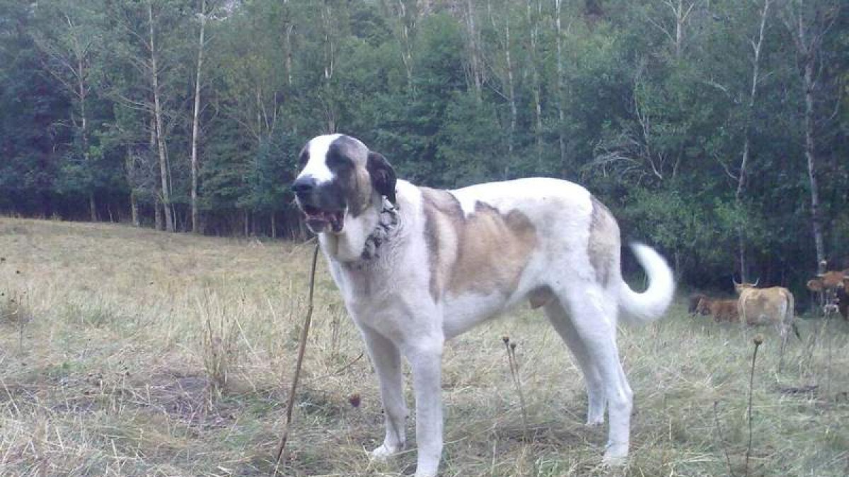 Uno de los mastines que el ganadero Serafín Abella ha perdido por el lobo en Suertes. DL