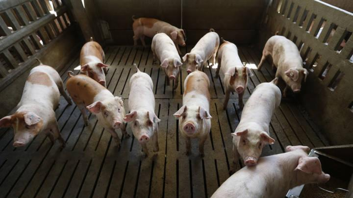 Cerdos en una explotación porcina de la provincia.