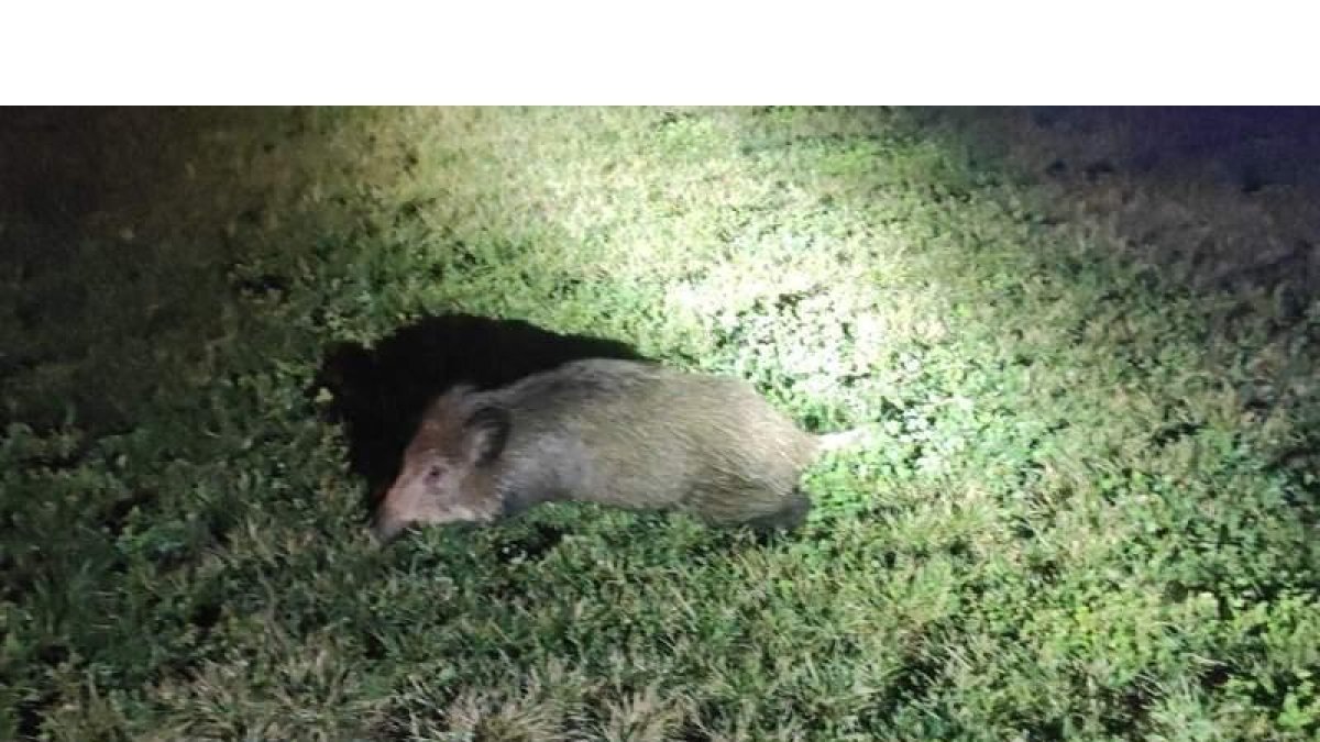 El jabalí que murió por el impacto de dos coches fue localizado por agentes de la Policía Municipal. DL