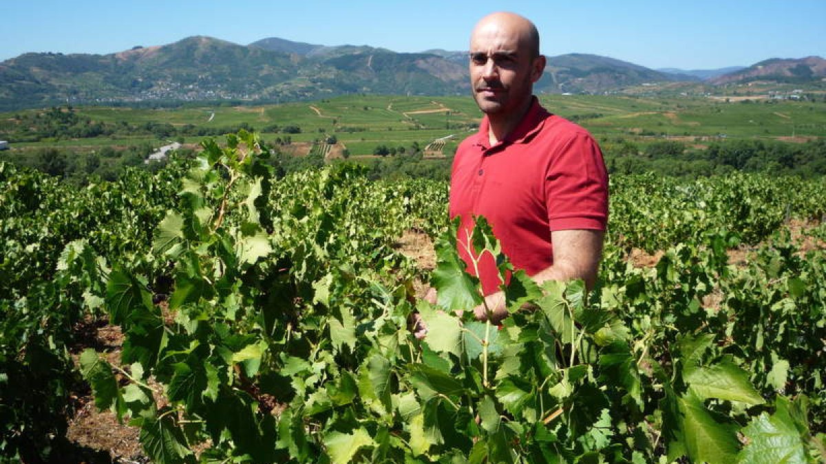Enrique Prada, en una de sus viñas preferidas en el alto de Villadecanes, con el mejor Bierzo vitícola como fondo de escenario. B. FERNÁNDEZ