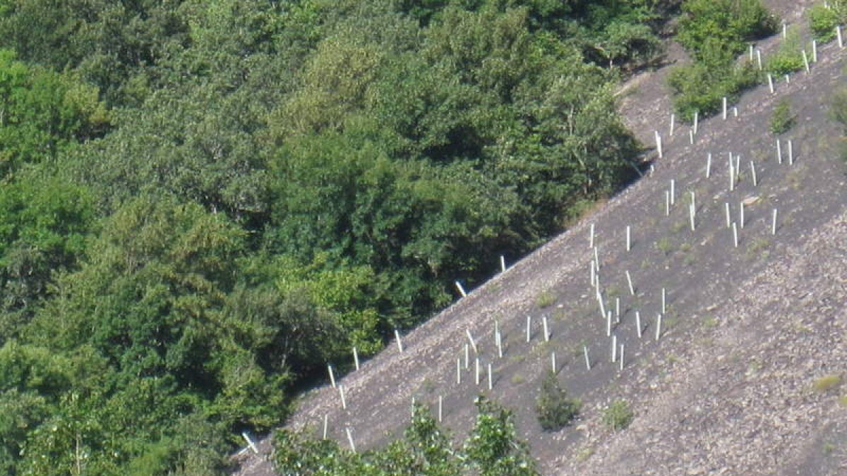 Más de seiscientas personas decidieron apadrinar un árbol en la vieja escombrera, aunque tan solo un 80% de lo plantado logró sobrevivir a las condiciones climáticas y geográficas.