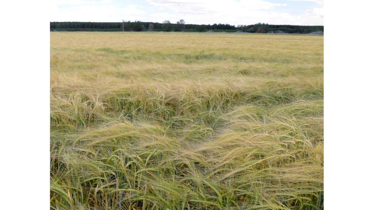 Finca de cereal en Tierra de Campos.