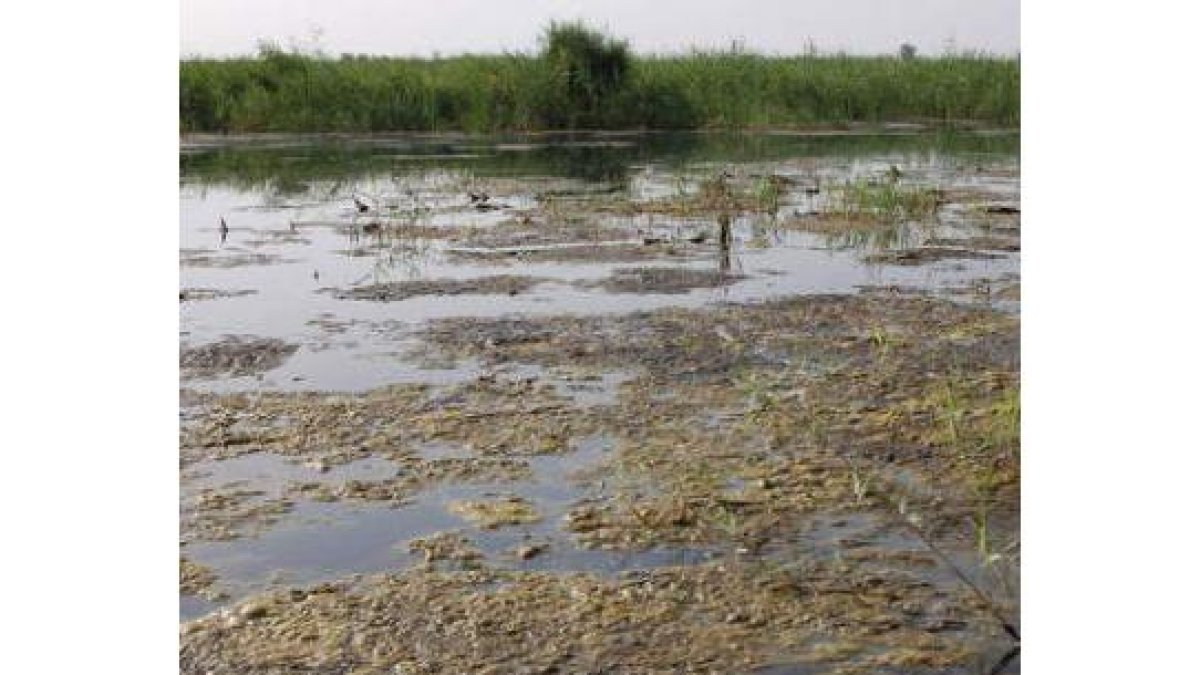 Imagen de la contaminación que sufre el parque nacional de Las Tablas de Daimiel.