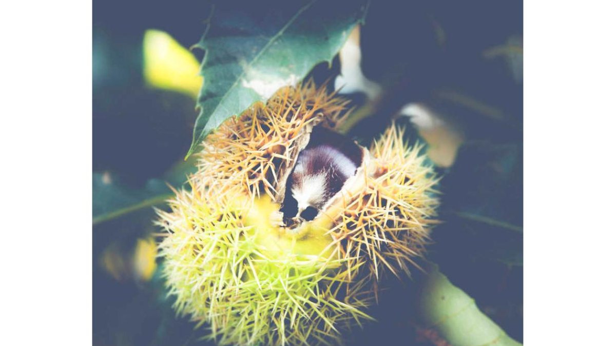 Metamorfosis.
