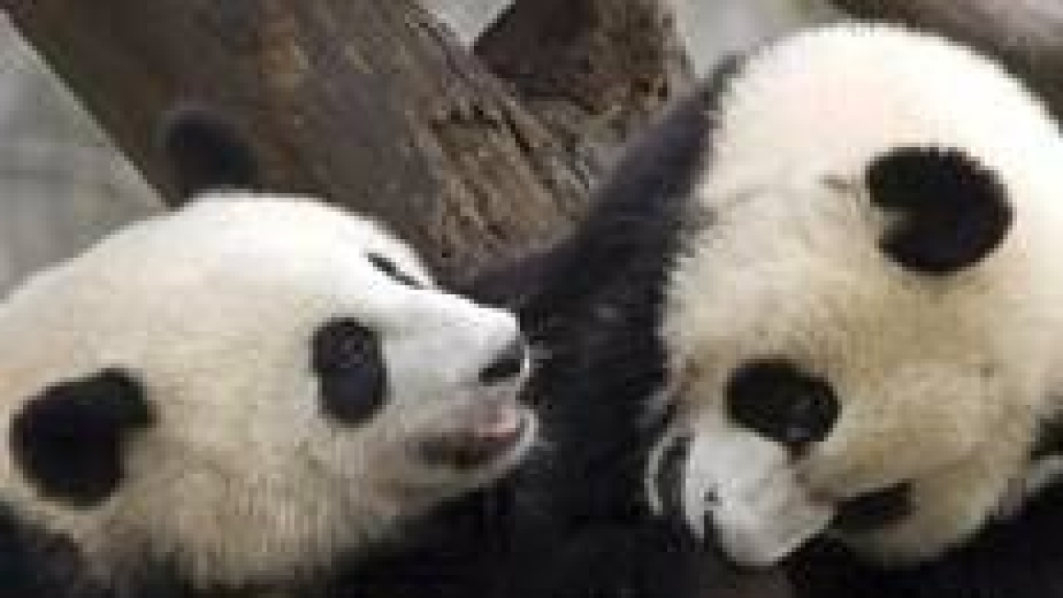 Hua Zui Ba, la hembra, estaba más nerviosa que su compañero, Bing Xing