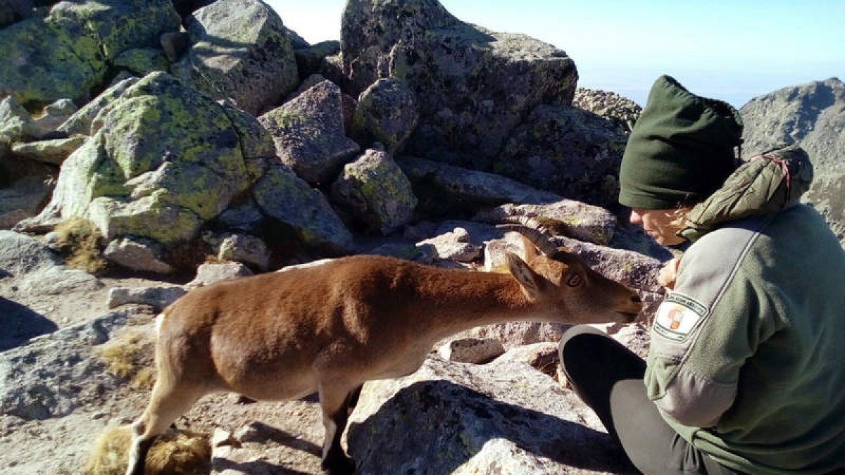 Gloria Suárez acaricia a una cabra montesa en uno de los riscos de Gredos. EFE