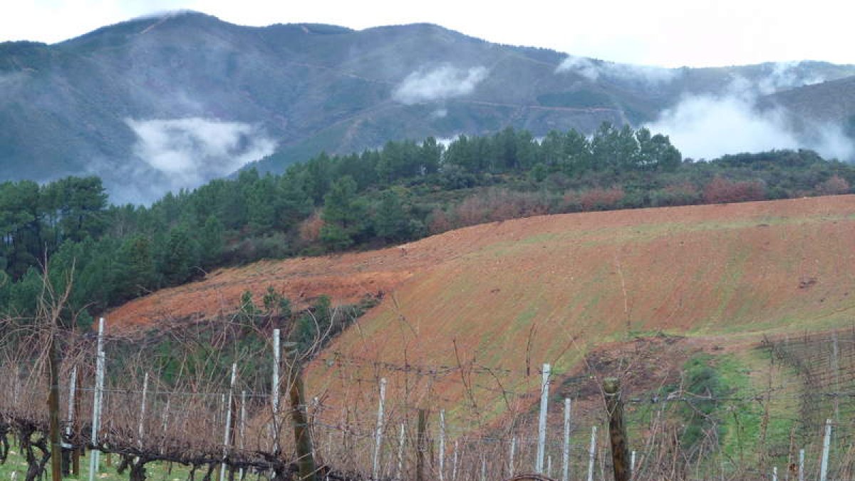 Aspecto de Las Lamas de Picón, donde la bodega posee viñedo ya consolidado y plantará más en una propiedad de 50 hectáreas.