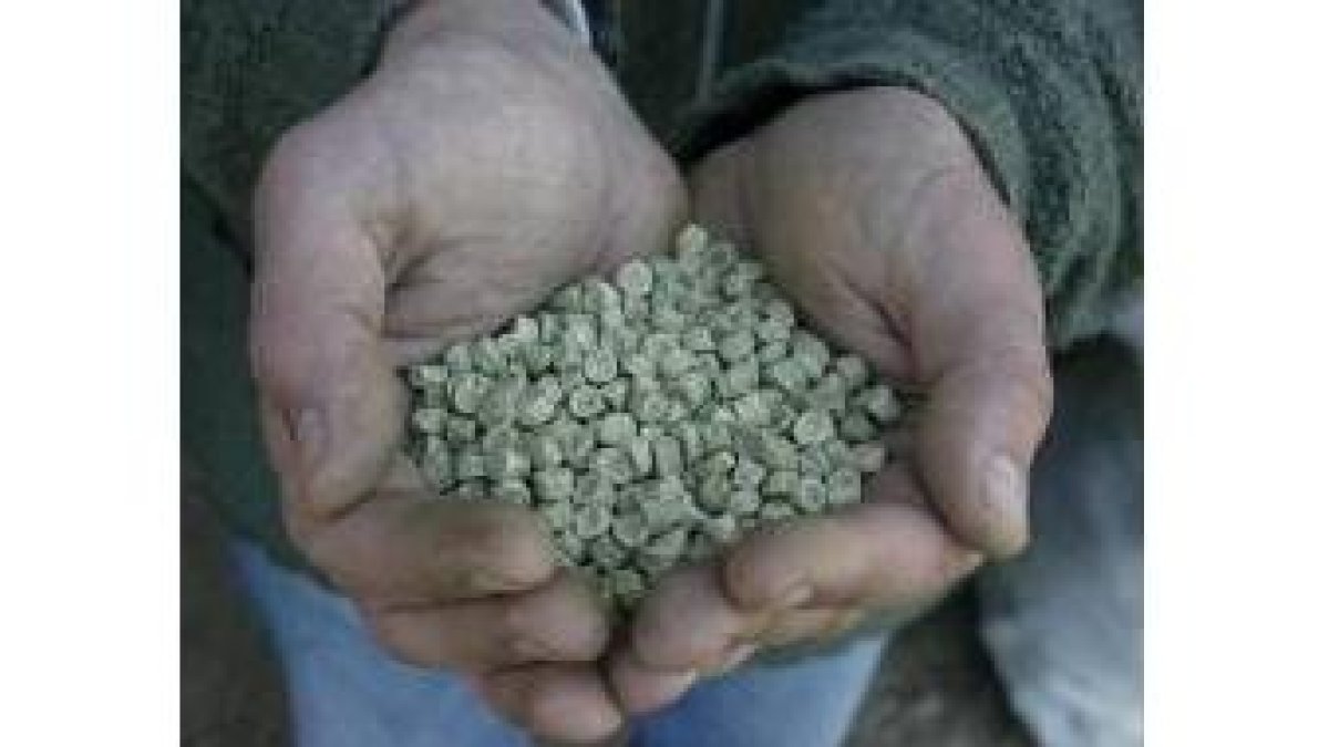 Semillas de guisantes con el certificado «bio»