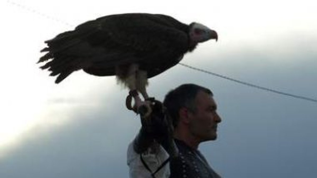 Fotografía de reciente exhibición de cetrería a cargo del grupo Águilas de Valporquero.