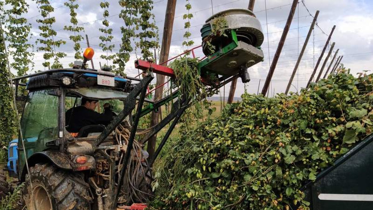 En la provincia hay 490 hectáreas plantadas, el 90% con nugget y el 10% con eureka y apollo. A.P.