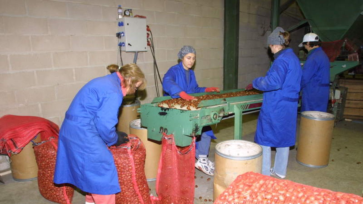 Selección de castañas en una cooperativa berciana. L. DE LA MATA