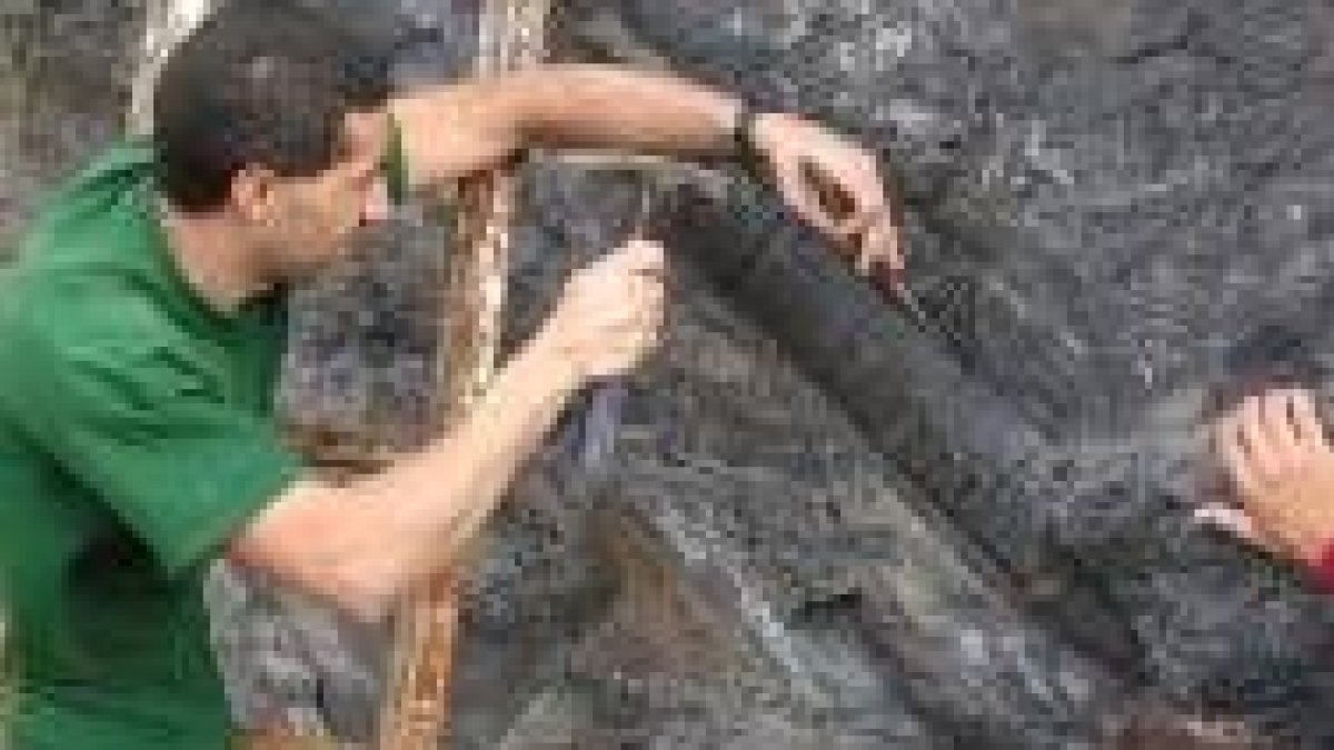 Promonumenta rescató un calamite (planta prehistórica) de gran tamaño