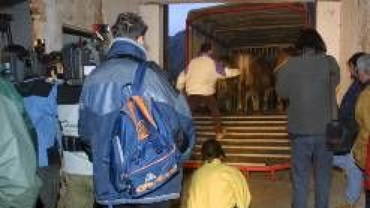 Momento del vaciado de una explotación leonesa afectada por EEB en enero del 2001