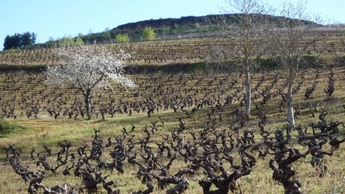 En la ladera del Castro de la Ventosa en la que se integran sus instalaciones tiene la bodega algunos de sus mejores viñedos. B. FERNÁNDEZ
