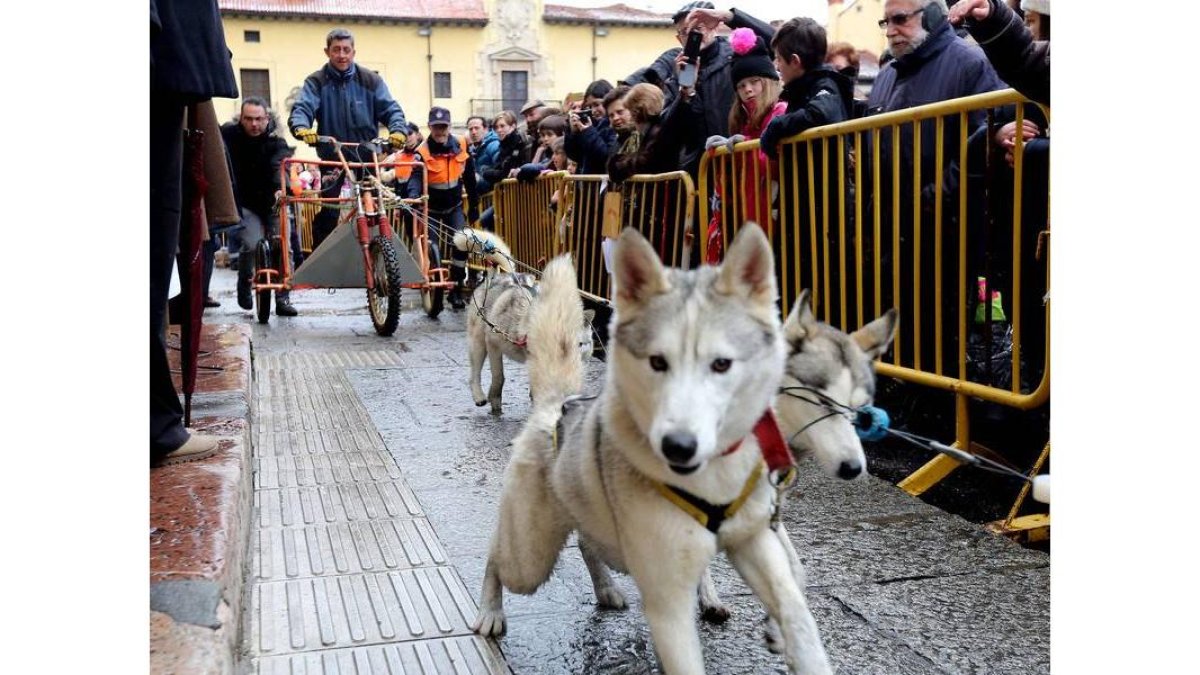 Unos perros tiran de un 'trineo urbano' en san Marcelo, donde recibieron la bendición de San Antón