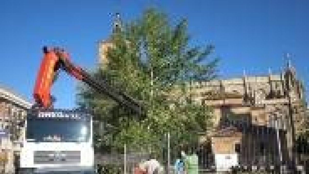 Imagen de la extracción de los árboles en la plaza de Eduardo de Castro