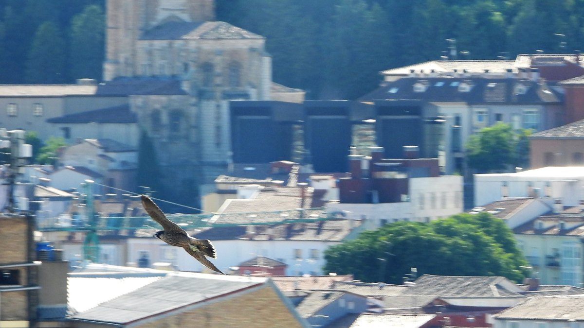 Fotografía de un halcón peregrino. EFE/ÁREA DE MEDIO AMBIENTE DEL AYUNTAMIENTO DE BURGOS