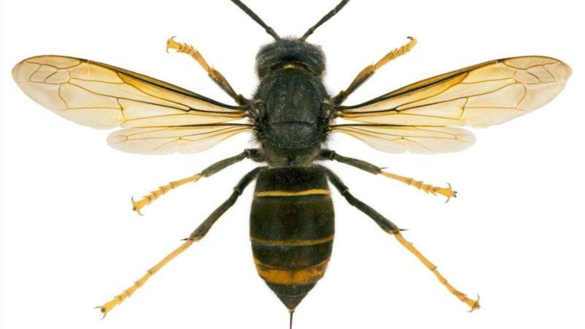 Una avispa asesina, también conocida como vespa velutina y avispa asiática.