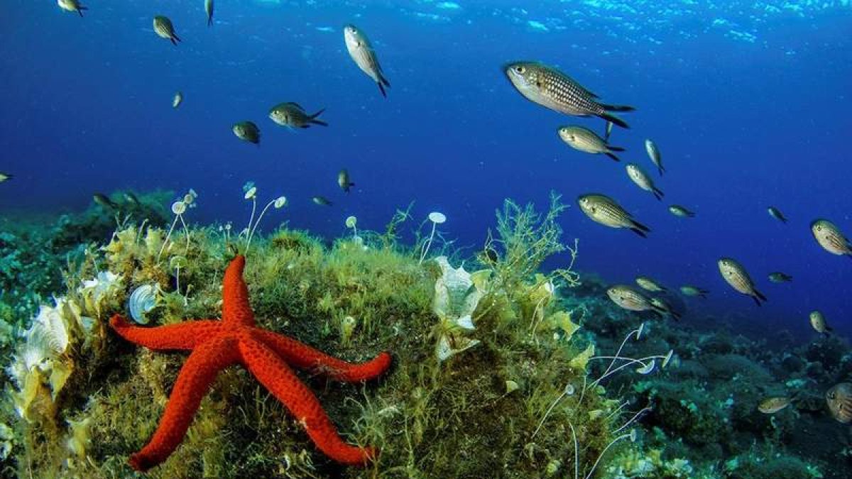Fotografía facilitada por la oenegé Oceana de una estrella roja hallada durante una reciente expedición. JUAN CUETOS