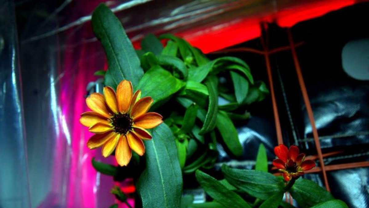 Flor del género zinnia crianda en el sistema de cultivo de plantas a bordo de la Estación Espacial Internacional (EEI).