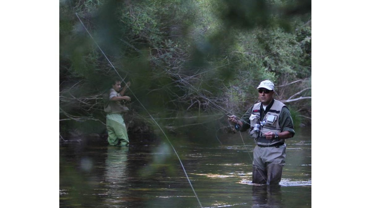 El río Sil todavía conserva algunos ejemplares de anguila.