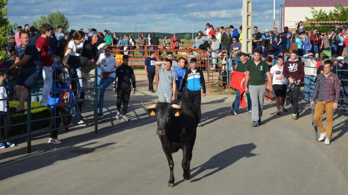 Los encierros taurinos vuelven a ser, un año más, uno de los polos de atracción de las fiestas. MEDINA