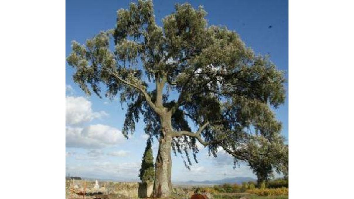 La centenaria encina de Otero de Toral, un símbolo del pueblo