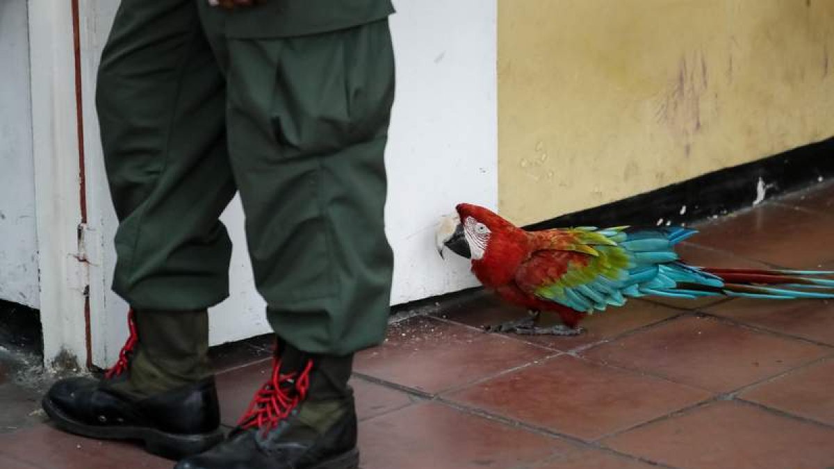 Imagen de un loro detrás de uno de los policías del chavismo que han ‘controlado’ las elecciones en Venezuela. MIGUEL GUTIÉRREZ