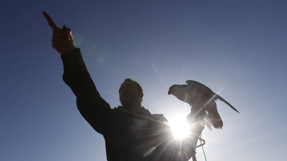 Una demostración de cetrería. DL