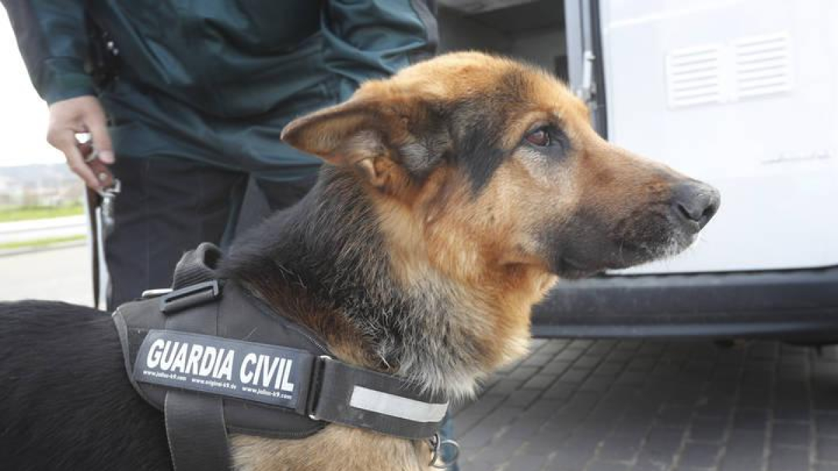 'Paul' es el pastor alemán que trabaja a diario con el agente Victorino en la detección de drogas.
