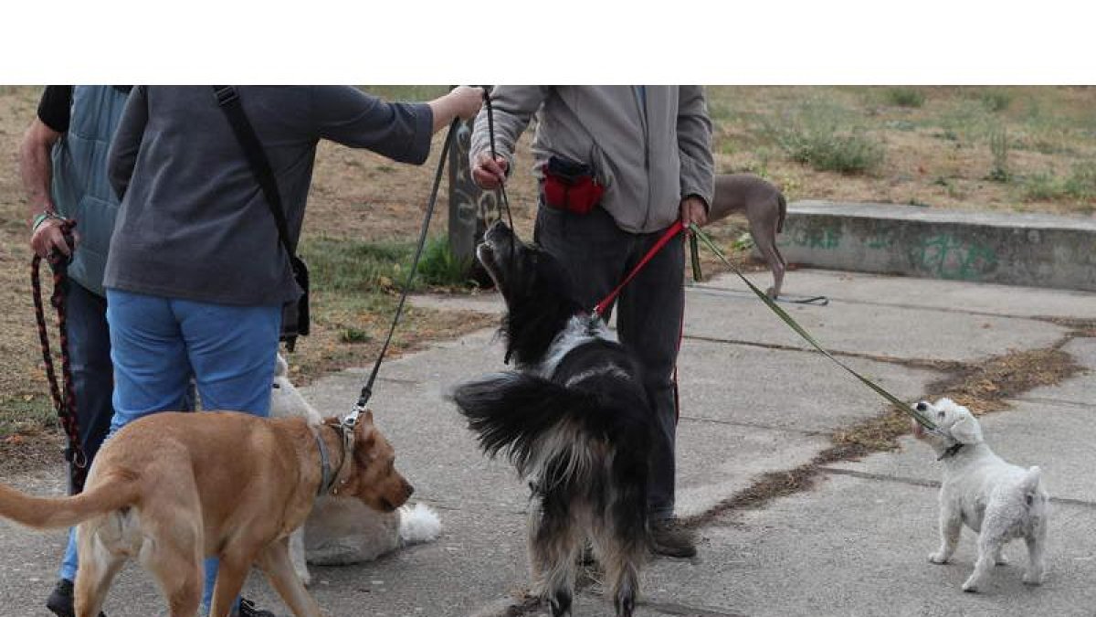 Los propietarios de perros han hecho un llamamiento a la convivencia cívica. L. DE LA MATA