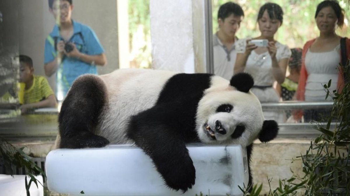 Un panda gigante, en un bloque de hielo para refrescarse del calor del verano en su recinto del parque zoológico en la provincia de Wuhan (Hubei).