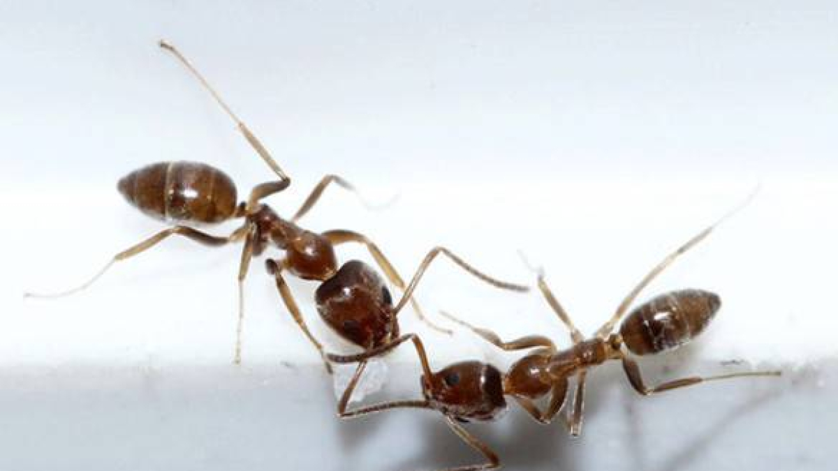 Hormigas.