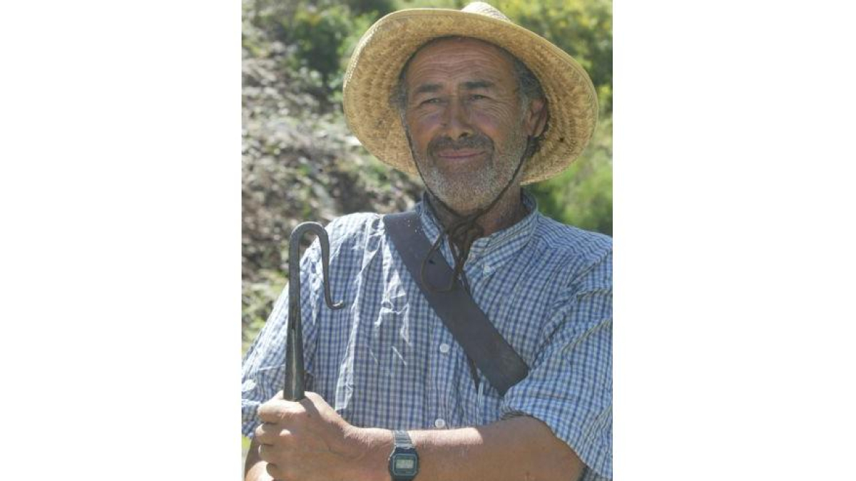 Longinos dirige el rebaño de merinas que llegó ayer a León