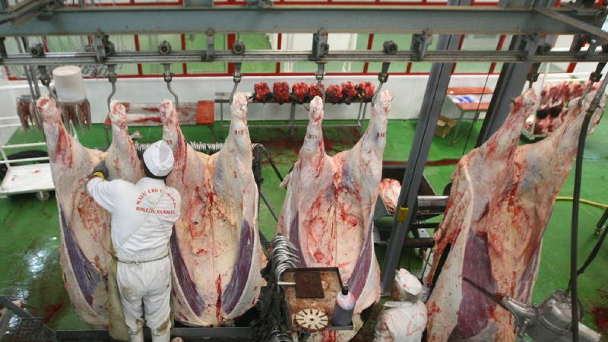 Varias piezas de carne en el ya desaparecido matadero de Ponferrada, en imagen de archivo. L. DE LA MATA