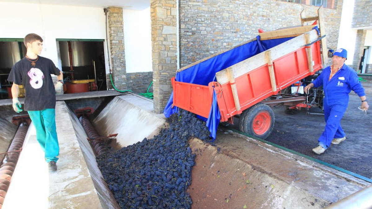 La calidad de la uva a la entrada de las bodegas fue muy buena tras dejar en la viña alguna afectada por botritis a causa de la lluvia