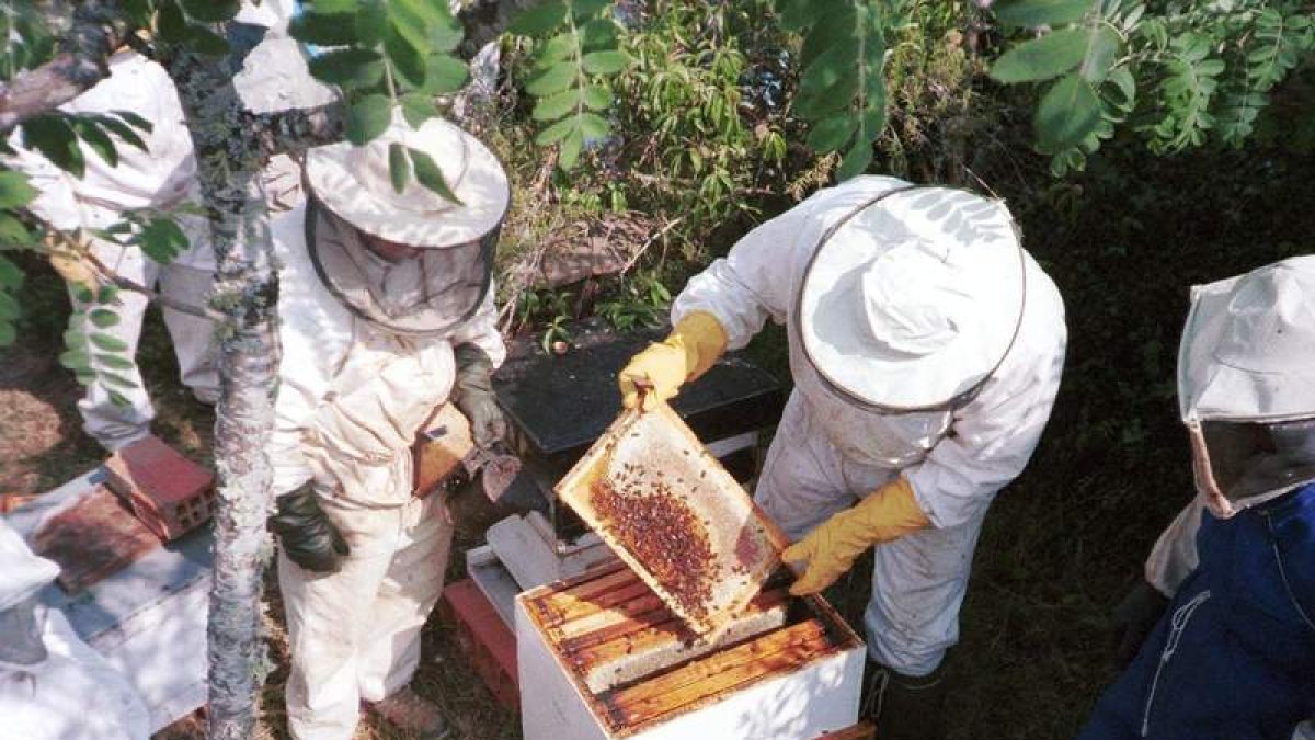 Cabrillanes acogerá un curso de iniciación y perfeccionamiento apícola. DL
