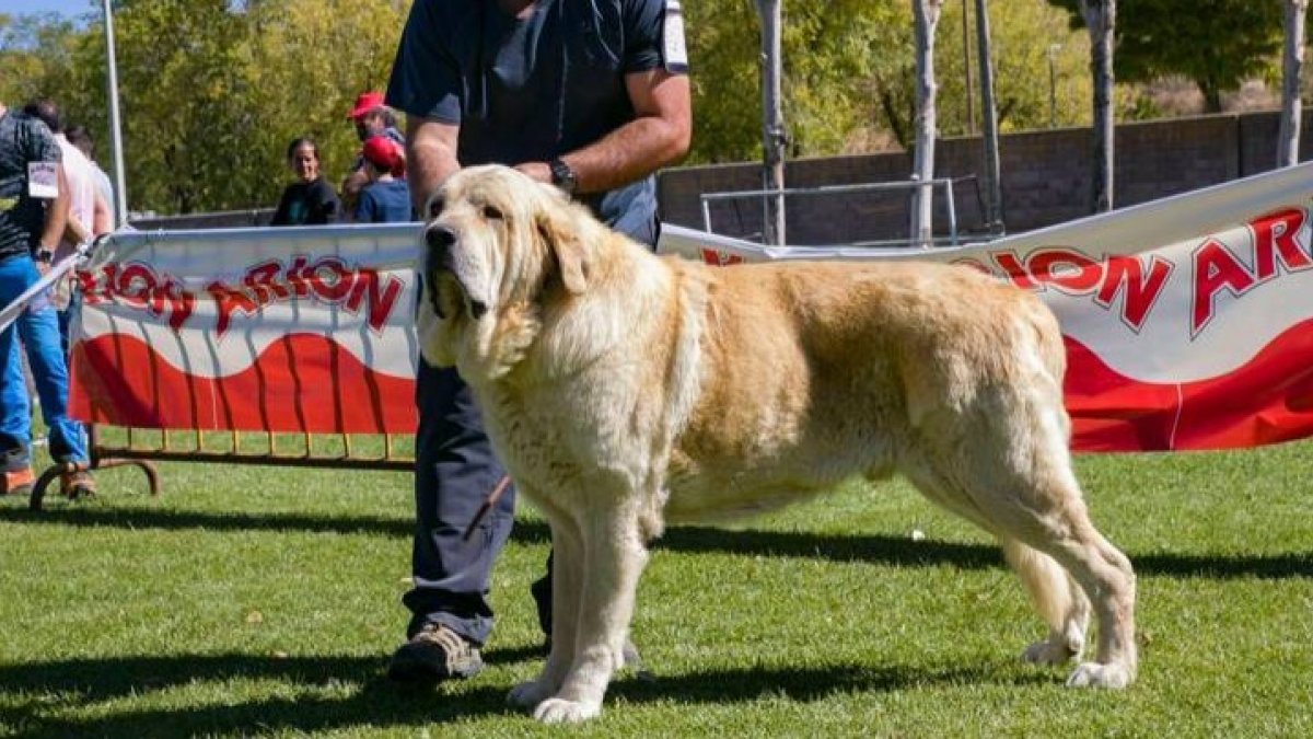 Imagen de Superviviente I de Carranca de Hierro, el macho adulto campeón de 2022. DL