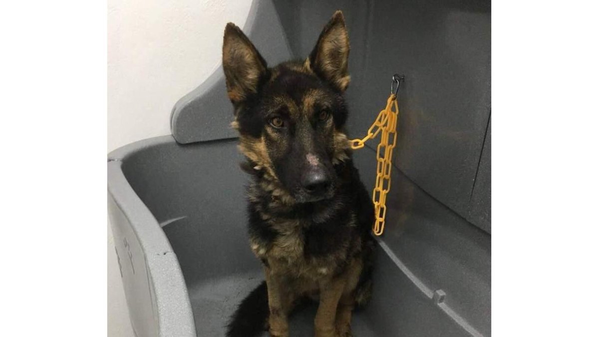 Estado en el que llegó el perro a la protectora.