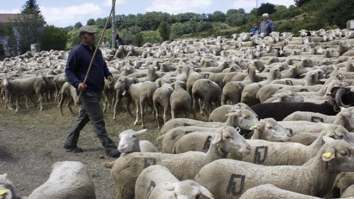 La Fiesta de la Trashumancia está declara de Interés Turístico Provincial. CAMPOS