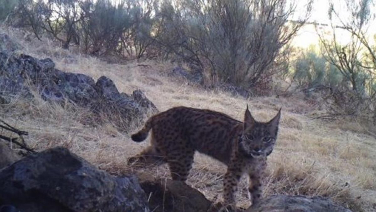 El lince iberico K2 fotografiado por una de las camaras trampa del programa Life Iberlince.