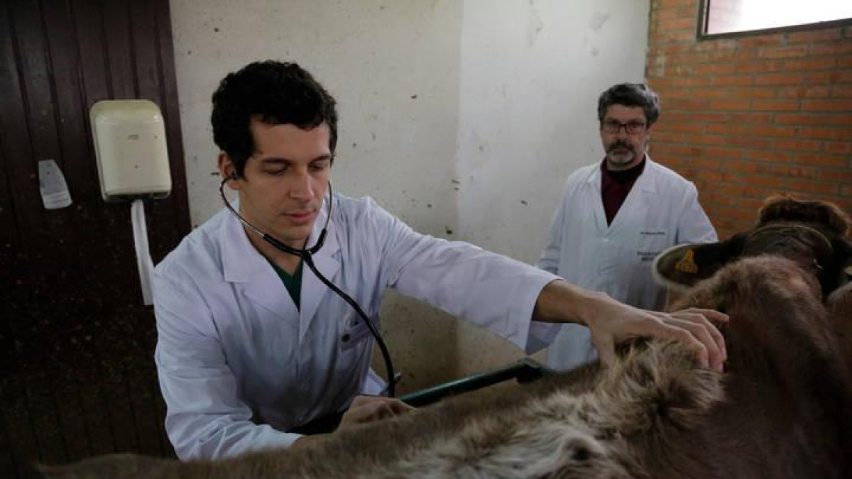Estudiantes de Veterinaria realizando prácticas en la Universidad