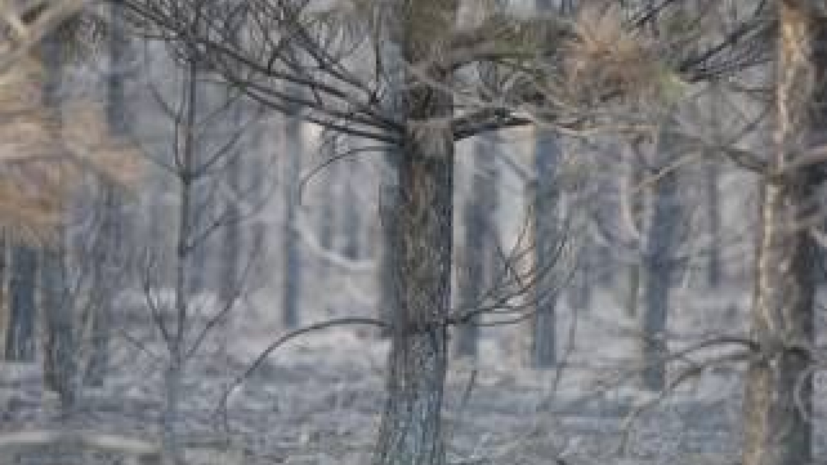 Pinos arrasados tras sufrir el paso del fuego en Castrillo de la Valduerna