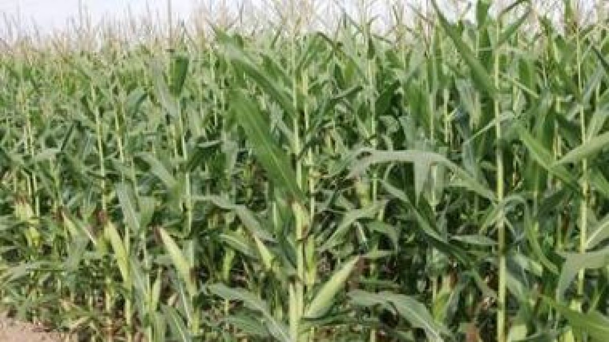 Los agricultores necesitan realizar inversiones mayores para la misma producción.