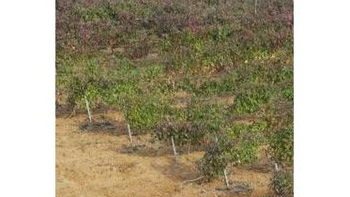 Un viñedo en un área al sur de la capital leonesa