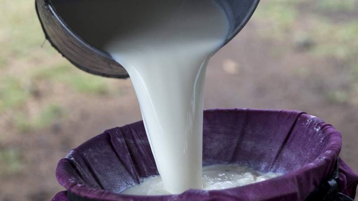 Filtro de leche de vaca recién ordeñada. efe